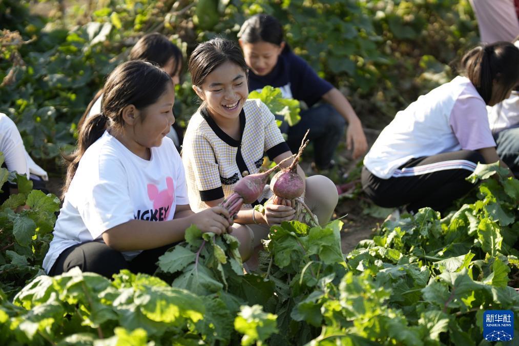 2019白菜送